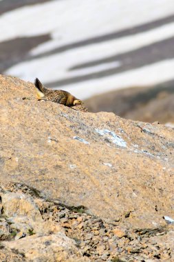 Nadir keklik. Dağ arka planı. Kuş: Hazar Karkuşu. Tetraogallus hazar. Niğde Aladağlar Demirkazik Dağı. Türkiye.