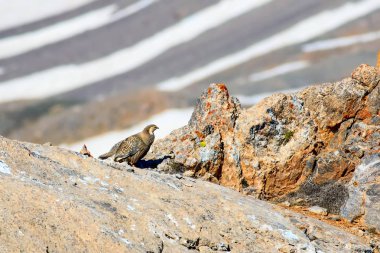 Nadir keklik. Dağ arka planı. Kuş: Hazar Karkuşu. Tetraogallus hazar. Niğde Aladağlar Demirkazik Dağı. Türkiye.