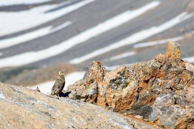Nadir keklik. Dağ arka planı. Kuş: Hazar Karkuşu. Tetraogallus hazar. Niğde Aladağlar Demirkazik Dağı. Türkiye.