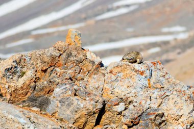 Nadir keklik. Dağ arka planı. Kuş: Hazar Karkuşu. Tetraogallus hazar. Niğde Aladağlar Demirkazik Dağı. Türkiye.
