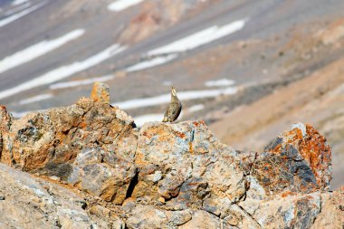 Nadir keklik. Dağ arka planı. Kuş: Hazar Karkuşu. Tetraogallus hazar. Niğde Aladağlar Demirkazik Dağı. Türkiye.