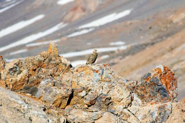 Nadir keklik. Dağ arka planı. Kuş: Hazar Karkuşu. Tetraogallus hazar. Niğde Aladağlar Demirkazik Dağı. Türkiye.