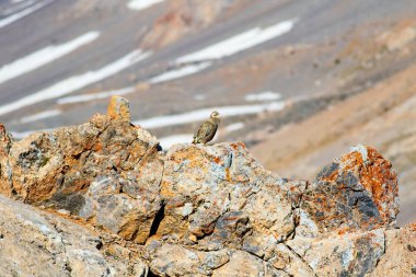 Nadir keklik. Dağ arka planı. Kuş: Hazar Karkuşu. Tetraogallus hazar. 