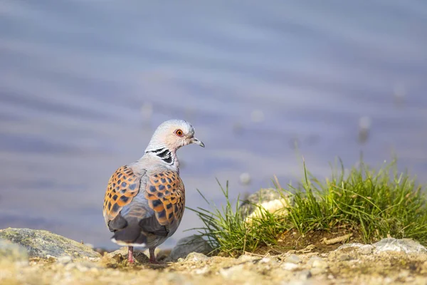 Barevná Roztomilá Hrdlička Želva Přírodní Pozadí Želva Evropská Holubice Rotua — Stock fotografie