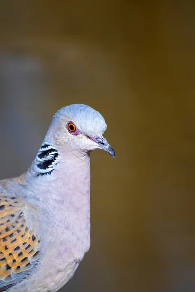 Bunte Niedliche Vogelschildkröte Taube Natur Hintergrund Vogel Europäische Turteltaube Streptopelia — Stockfoto