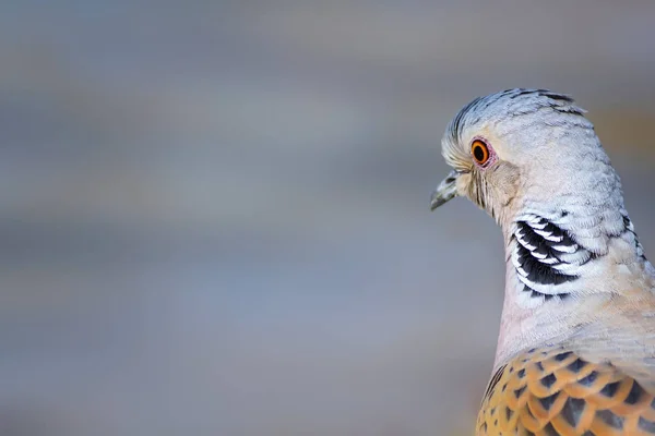 Färgglada Söta Fågel Sköldpadda Duva Natur Bakgrund Fågel Europeisk Sköldpadda — Stockfoto