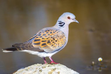 Renkli sevimli kuş Kaplumbağa Güvercin. Doğa arka planı. Kuş: Avrupa Kaplumbağa Güvercini. Streptopelia turtur.
