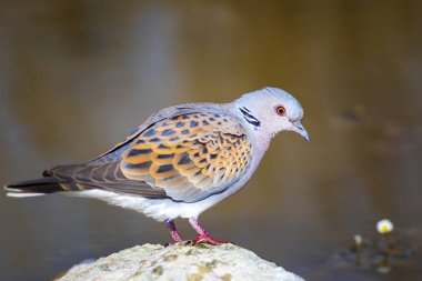 Renkli sevimli kuş Kaplumbağa Güvercin. Doğa arka planı. Kuş: Avrupa Kaplumbağa Güvercini. Streptopelia turtur.