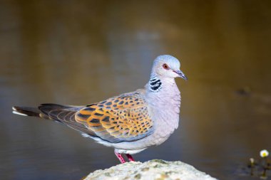 Renkli sevimli kuş Kaplumbağa Güvercin. Doğa arka planı. Kuş: Avrupa Kaplumbağa Güvercini. Streptopelia turtur.