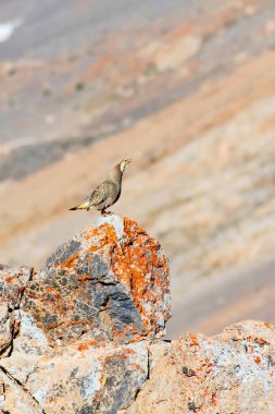 Nadir keklik. Dağ arka planı. Kuş: Hazar Karkuşu. Tetraogallus hazar. Niğde Aladağlar Demirkazik Dağı. Türkiye.