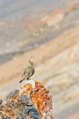 Nadir keklik. Dağ arka planı. Kuş: Hazar Karkuşu. Tetraogallus hazar. Niğde Aladağlar Demirkazik Dağı. Türkiye.