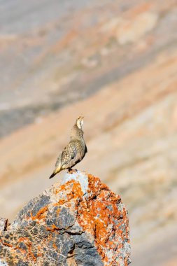 Nadir keklik. Dağ arka planı. Kuş: Hazar Karkuşu. Tetraogallus hazar. Niğde Aladağlar Demirkazik Dağı. Türkiye.