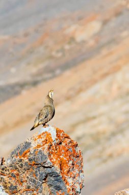 Nadir keklik. Dağ arka planı. Kuş: Hazar Karkuşu. Tetraogallus hazar. Niğde Aladağlar Demirkazik Dağı. Türkiye.