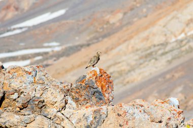 Nadir keklik. Dağ arka planı. Kuş: Hazar Karkuşu. Tetraogallus hazar. Niğde Aladağlar Demirkazik Dağı. Türkiye.