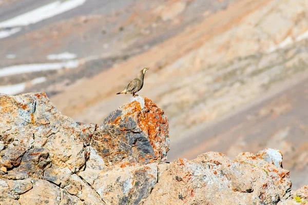 Rzadka Kuropatwa Górskie Tło Ptak Kaspijski Snowcock Tetraogallus Caspius Nigde — Zdjęcie stockowe