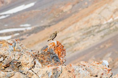 Nadir keklik. Dağ arka planı. Kuş: Hazar Karkuşu. Tetraogallus hazar. Niğde Aladağlar Demirkazik Dağı. Türkiye.