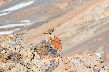 Nadir keklik. Dağ arka planı. Kuş: Hazar Karkuşu. Tetraogallus hazar. Niğde Aladağlar Demirkazik Dağı. Türkiye.