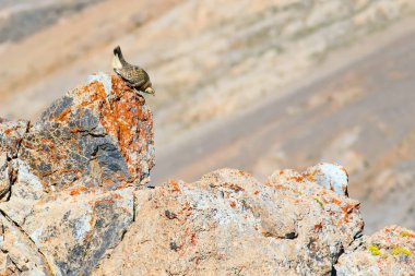 Nadir keklik. Dağ arka planı. Kuş: Hazar Karkuşu. Tetraogallus hazar. Niğde Aladağlar Demirkazik Dağı. Türkiye.