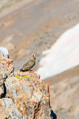 Nadir keklik. Dağ arka planı. Kuş: Hazar Karkuşu. Tetraogallus hazar. Niğde Aladağlar Demirkazik Dağı. Türkiye.