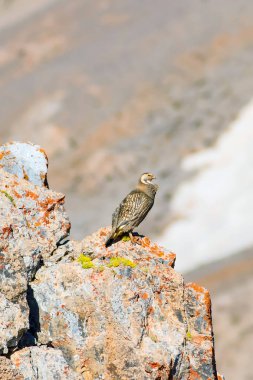 Nadir keklik. Dağ arka planı. Kuş: Hazar Karkuşu. Tetraogallus hazar. Niğde Aladağlar Demirkazik Dağı. Türkiye.