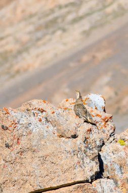 Nadir keklik. Dağ arka planı. Kuş: Hazar Karkuşu. Tetraogallus hazar. Niğde Aladağlar Demirkazik Dağı. Türkiye.