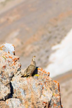Nadir keklik. Dağ arka planı. Kuş: Hazar Karkuşu. Tetraogallus hazar. Niğde Aladağlar Demirkazik Dağı. Türkiye.