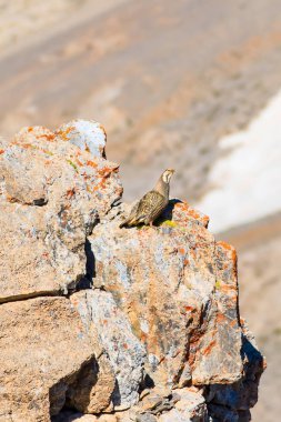 Nadir keklik. Dağ arka planı. Kuş: Hazar Karkuşu. Tetraogallus hazar. Niğde Aladağlar Demirkazik Dağı. Türkiye.