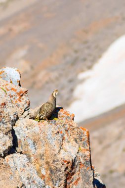 Nadir keklik. Dağ arka planı. Kuş: Hazar Karkuşu. Tetraogallus hazar. Niğde Aladağlar Demirkazik Dağı. Türkiye.