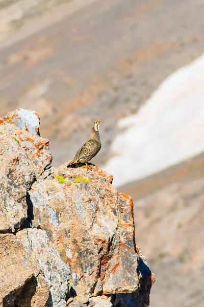 Zeldzame Patrijs Berg Achtergrond Vogel Kaspische Snowcock Tetraogallus Caspius Nigde — Stockfoto