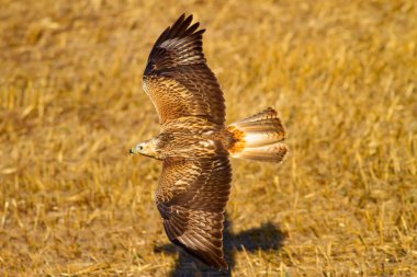 Uçan Şahin. Sarı kuru çim arka plan.