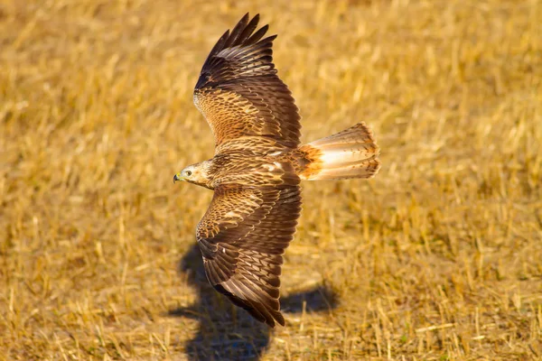 Flying Hawk. Yellow dry grass background.