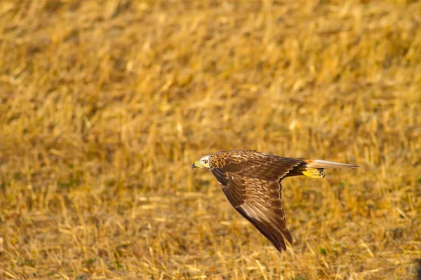 Flying Hawk. Yellow dry grass background.