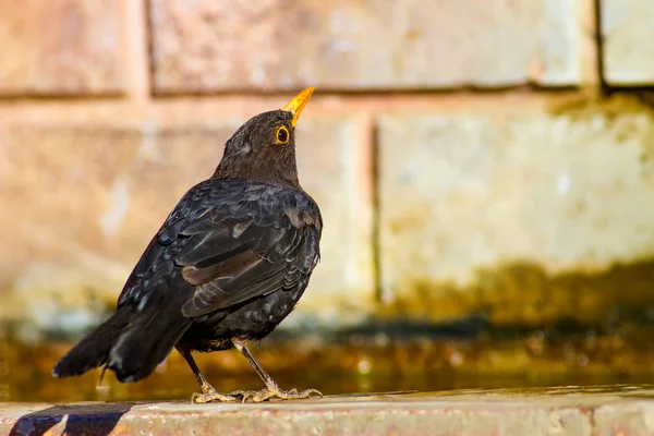 Pájaro Negro Común Turdus Merula Fondo Naturaleza —  Fotos de Stock