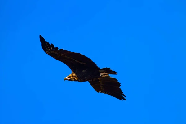 Vliegende Big Vulture Blauwe Hemel Achtergrond Vulture Cinereeuze Gier Aegypius — Stockfoto