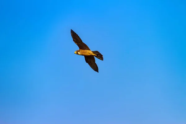 Flygande Falk Blå Himmel Backgorund Fågel Pilgrimsfalk Falco Peregrinus — Stockfoto