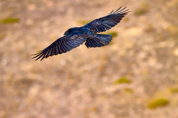 Flying Northern Raven. Natural background. Yellow nature background.