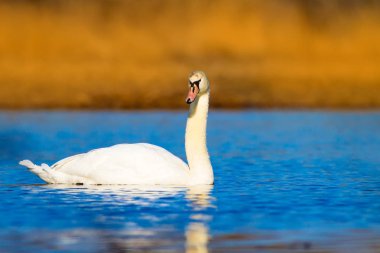 Yüzen kuğu. Mavi su ve sarı çim arka plan. Kuş: Sessiz Kuğu Cygnus olor.