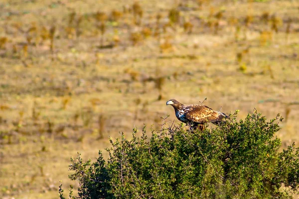 Doğu Mparatorluk Kartalı Doğa Arka Planı Kuş Aquila Heliaca — Stok fotoğraf