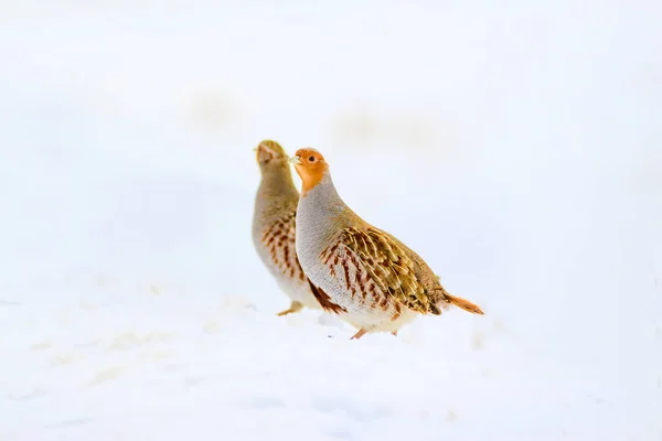 Partridge Grey Partridge Perdix Perdix Snow Background — Stock Photo, Image