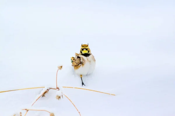 Winter Vogel Schattige Kleine Vogel Gehoornde Leeuwerik Winters Tafereel Witte — Stockfoto