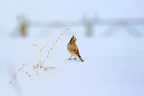 Winter and bird. Cute little bird Horned Lark. Winter scene. White snow background. Bird: Horned Lark Eremophila alpestris.