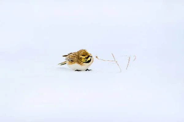 Winter Und Vogel Niedlichen Kleinen Vogel Gehörnte Lerche Winterszene Weißer — Stockfoto