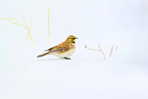 Winter and bird. Cute little bird Horned Lark. Winter scene. White snow background. Bird: Horned Lark Eremophila alpestris.