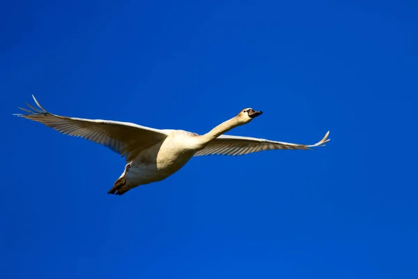 Flying swan. White swan. Natural background.