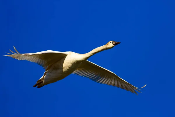 Flying swan. White swan. Natural background.