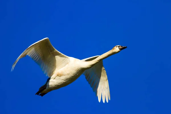 Flying swan. White swan. Natural background.