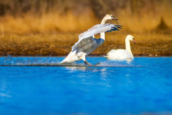 Cisne Nadador Fondo Azul Agua Hierba Amarilla Pájaro Cisne Mudo — Foto de Stock