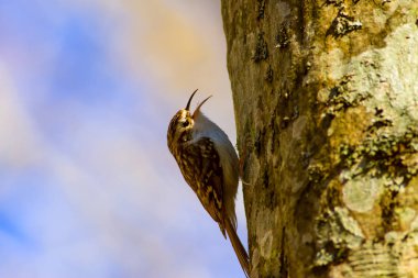 sevimli kuş tırmanma ağacı. Orman kuşu. Orman arka planı. Kısa toed Treecreeper. Certhia brachydactyla.