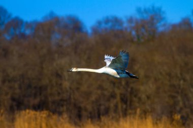 Uçan kuğu. Beyaz kuğu. Doğal arka plan. 