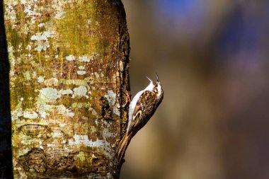 sevimli kuş tırmanma ağacı. Orman kuşu. Orman arka planı. Kısa toed Treecreeper. Certhia brachydactyla.